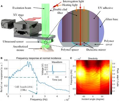 Photoacoustic Mouse Brain Imaging Using an Optical Fabry-Pérot Interferometric Ultrasound Sensor